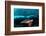 Turtle and Sardines-Henry Jager-Framed Photographic Print