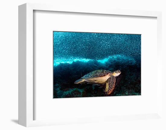 Turtle and Sardines-Henry Jager-Framed Photographic Print