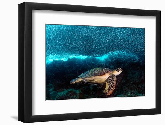 Turtle and Sardines-Henry Jager-Framed Photographic Print