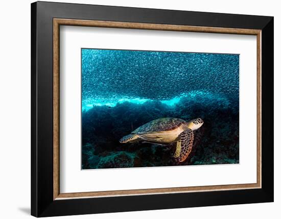 Turtle and Sardines-Henry Jager-Framed Photographic Print