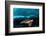 Turtle and Sardines-Henry Jager-Framed Photographic Print