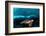 Turtle and Sardines-Henry Jager-Framed Photographic Print