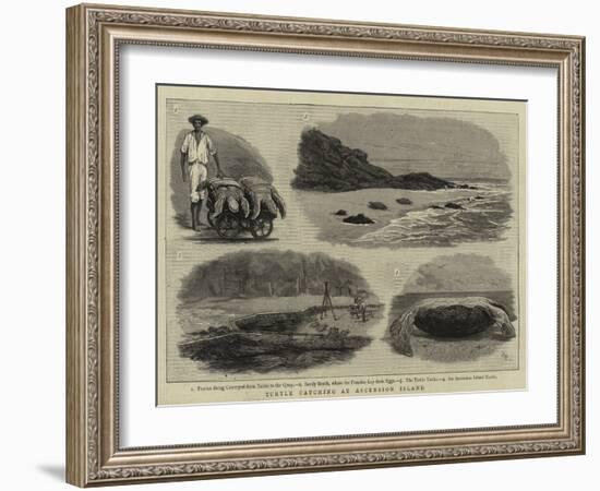 Turtle Catching at Ascension Island-null-Framed Giclee Print