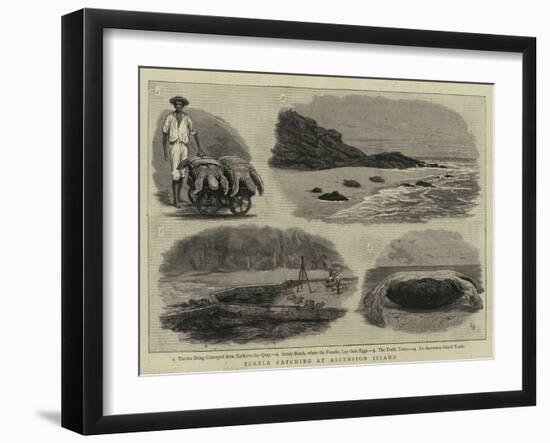 Turtle Catching at Ascension Island-null-Framed Giclee Print