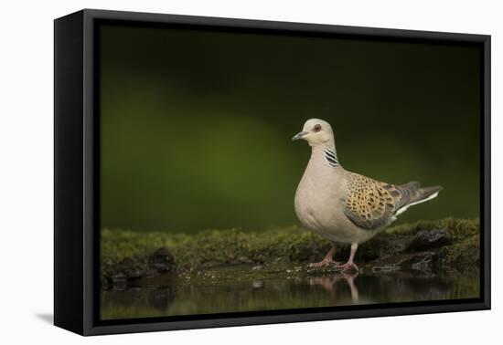 Turtle dove standing at a drinking pool, Hungary, May-Paul Hobson-Framed Premier Image Canvas