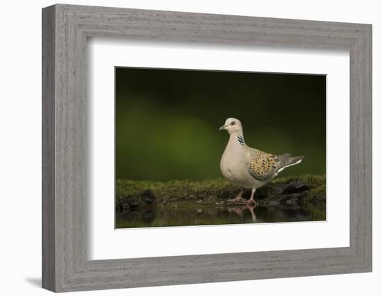 Turtle dove standing at a drinking pool, Hungary, May-Paul Hobson-Framed Photographic Print