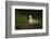 Turtle dove standing at a drinking pool, Hungary, May-Paul Hobson-Framed Photographic Print