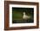 Turtle dove standing at a drinking pool, Hungary, May-Paul Hobson-Framed Photographic Print