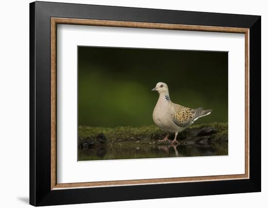 Turtle dove standing at a drinking pool, Hungary, May-Paul Hobson-Framed Photographic Print