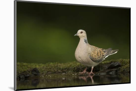 Turtle dove standing at a drinking pool, Hungary, May-Paul Hobson-Mounted Photographic Print