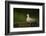 Turtle dove standing at a drinking pool, Hungary, May-Paul Hobson-Framed Photographic Print