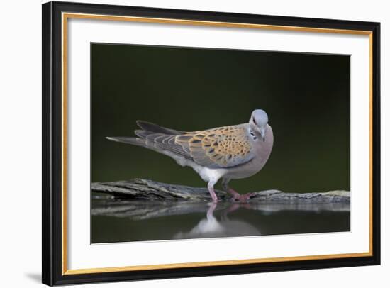 Turtle Dove (Streptopelia Turtur) at Water, Pusztaszer, Hungary, May 2008-Varesvuo-Framed Photographic Print