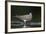 Turtle Dove (Streptopelia Turtur) at Water, Pusztaszer, Hungary, May 2008-Varesvuo-Framed Photographic Print