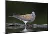 Turtle Dove (Streptopelia Turtur) at Water, Pusztaszer, Hungary, May 2008-Varesvuo-Mounted Photographic Print