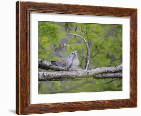 Turtle Dove (Streptopelia Turtur) Pair, Pusztaszer, Hungary, May 2008-Varesvuo-Framed Photographic Print