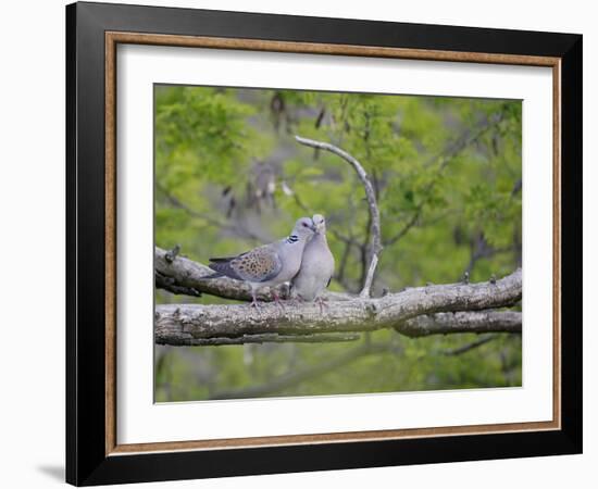 Turtle Dove (Streptopelia Turtur) Pair, Pusztaszer, Hungary, May 2008-Varesvuo-Framed Photographic Print