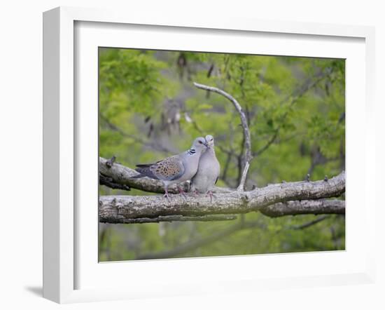 Turtle Dove (Streptopelia Turtur) Pair, Pusztaszer, Hungary, May 2008-Varesvuo-Framed Photographic Print