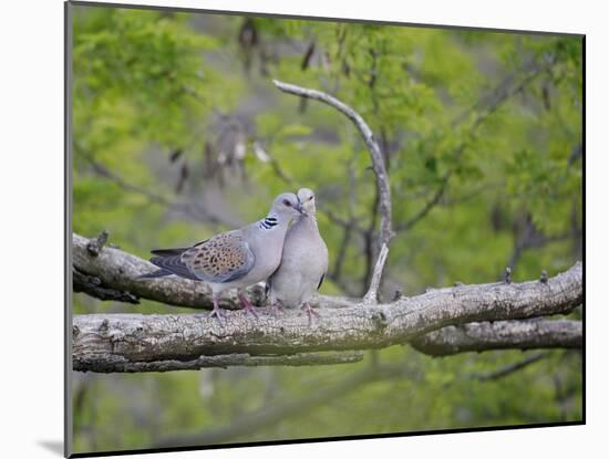 Turtle Dove (Streptopelia Turtur) Pair, Pusztaszer, Hungary, May 2008-Varesvuo-Mounted Photographic Print