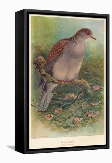 Turtle Dove (Turtur auritus), 1900, (1900)-Charles Whymper-Framed Premier Image Canvas