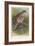 Turtle Dove (Turtur auritus), 1900, (1900)-Charles Whymper-Framed Giclee Print