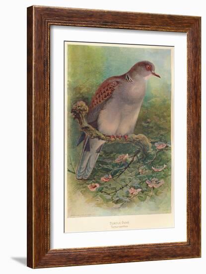 Turtle Dove (Turtur auritus), 1900, (1900)-Charles Whymper-Framed Giclee Print