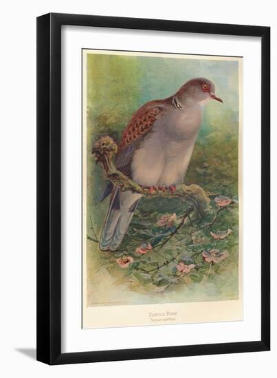 Turtle Dove (Turtur auritus), 1900, (1900)-Charles Whymper-Framed Giclee Print