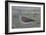 Turtle Dove-Ruth Addinall-Framed Giclee Print