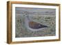 Turtle Dove-Ruth Addinall-Framed Giclee Print