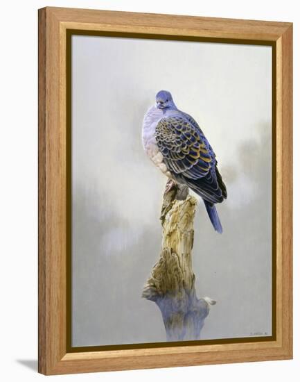 Turtle Dove-Joh Naito-Framed Premier Image Canvas