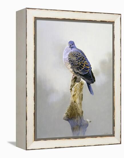 Turtle Dove-Joh Naito-Framed Premier Image Canvas