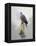 Turtle Dove-Joh Naito-Framed Premier Image Canvas