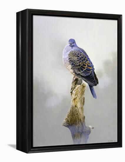 Turtle Dove-Joh Naito-Framed Premier Image Canvas