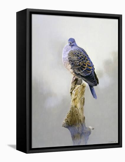 Turtle Dove-Joh Naito-Framed Premier Image Canvas