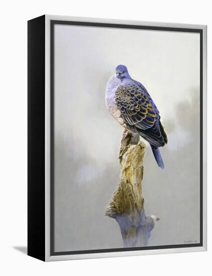 Turtle Dove-Joh Naito-Framed Premier Image Canvas