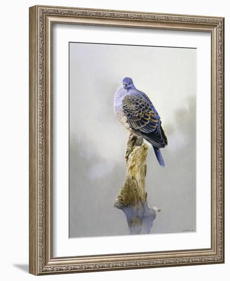 Turtle Dove-Joh Naito-Framed Giclee Print