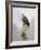 Turtle Dove-Joh Naito-Framed Giclee Print