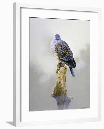 Turtle Dove-Joh Naito-Framed Giclee Print