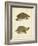 Turtle Duo IV-J.W. Hill-Framed Art Print