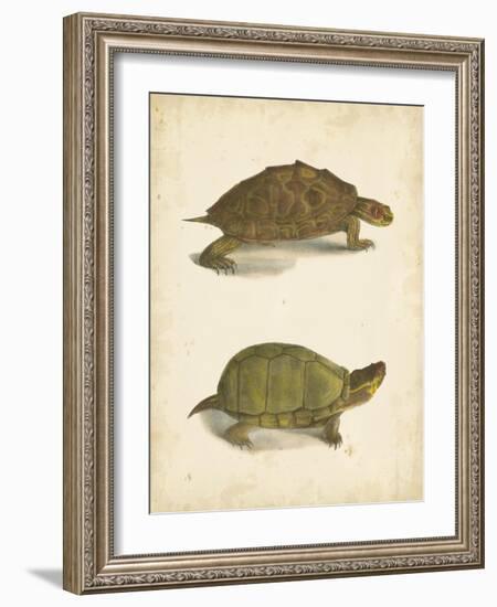 Turtle Duo IV-J.W. Hill-Framed Art Print