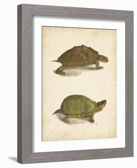 Turtle Duo IV-J.W. Hill-Framed Art Print