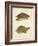 Turtle Duo IV-J.W. Hill-Framed Art Print