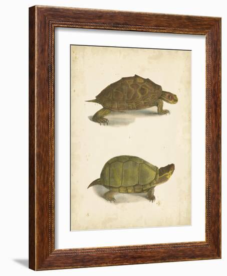 Turtle Duo IV-J.W. Hill-Framed Art Print