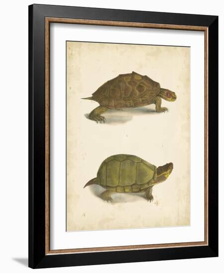 Turtle Duo IV-J.W. Hill-Framed Art Print