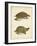 Turtle Duo IV-J.W. Hill-Framed Art Print