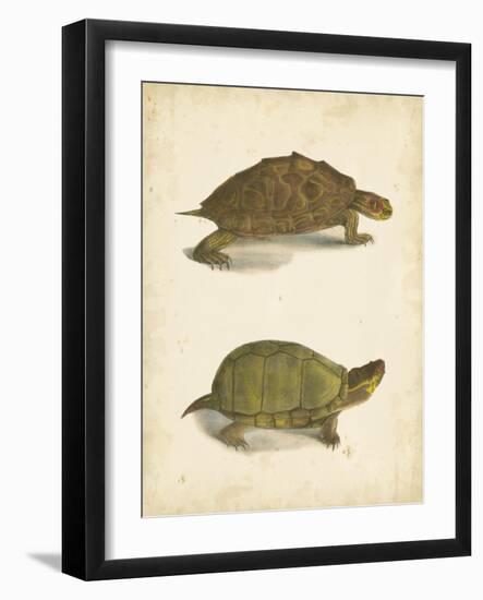 Turtle Duo IV-J.W. Hill-Framed Art Print