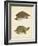 Turtle Duo IV-J.W. Hill-Framed Art Print