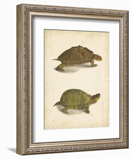 Turtle Duo IV-J.W. Hill-Framed Art Print