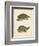 Turtle Duo IV-J.W. Hill-Framed Art Print