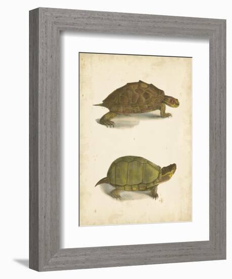 Turtle Duo IV-J.W. Hill-Framed Art Print