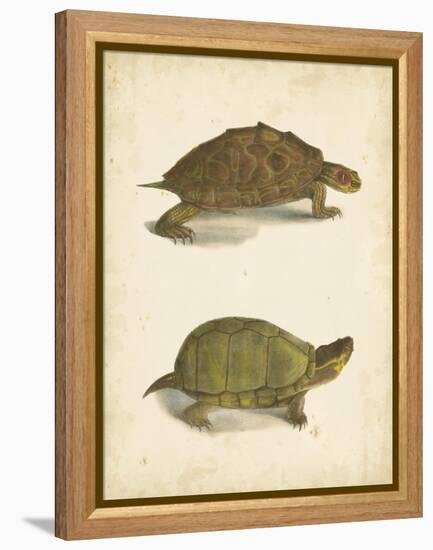 Turtle Duo IV-J.W. Hill-Framed Stretched Canvas